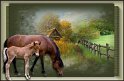 Hest_BETEN
